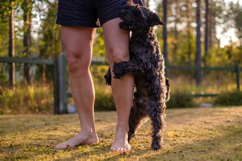 , says in unneutered and unspayed dogs under a year old, <b>humping</b> is usually sexual in nature. . Why does my dog hump me on walks